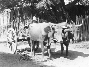 Team of Oxen, Mexico